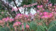 Albizia Arbre à soie rose