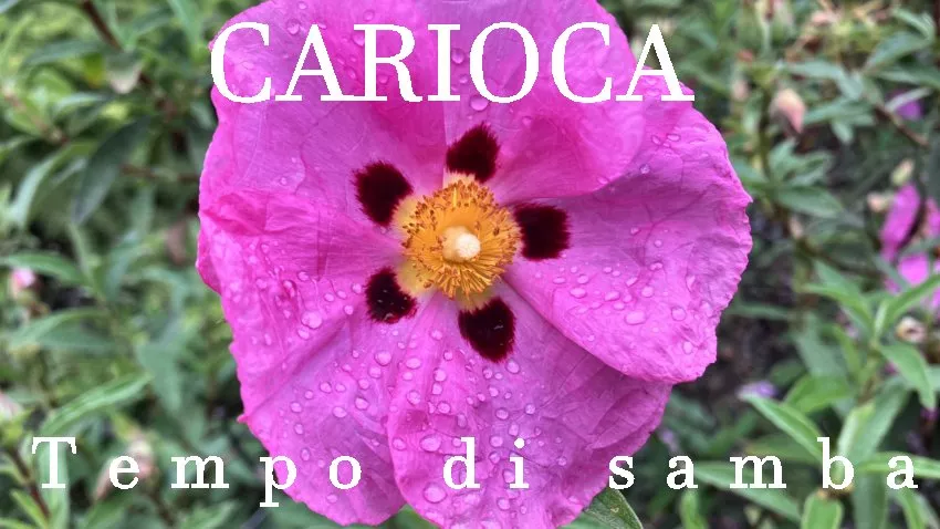 Carioca